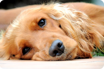 2 ans de prison ferme pour avoir torturé son chien 2-ans-de-prison-ferme-pour-avoir-torture-son-chien